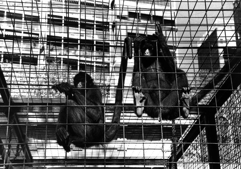 LA SOCIEDAD VIGILADA